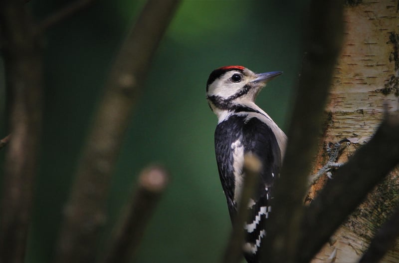 DIY Bird Feeder